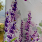 Preview: Jersey Bordüren Stoff mit Lavendel